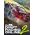 CarX Drift Racing Online 2