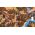 Age of Empires II: Definitive Edition